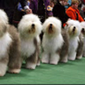 Meet your Posher, Molly